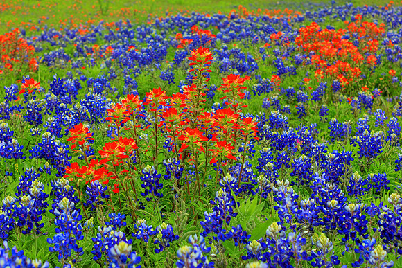 Texas Wildflowers and Missions 1607