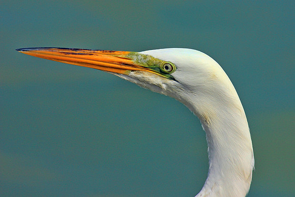 Everglades 4030
