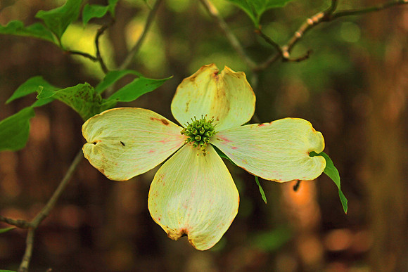 Smoky Mountain National Park 4762