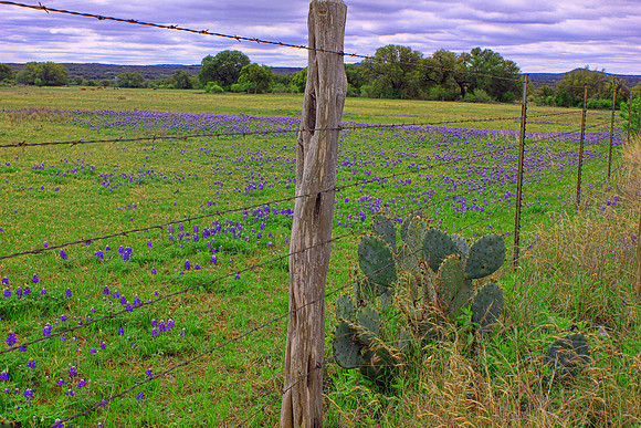 Texas Wildflowers and Missions 1459